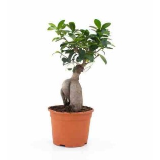Ficus microcarpa 'Compacta' Ginseng grosses racines