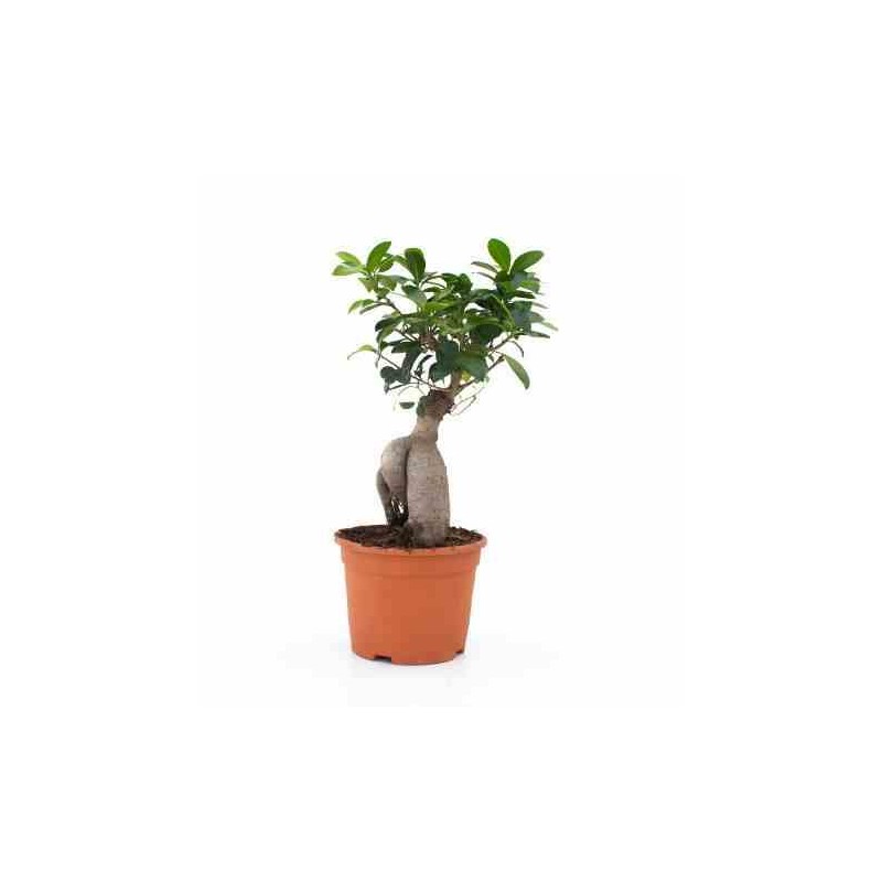 Ficus microcarpa 'Compacta' Ginseng grosses racines