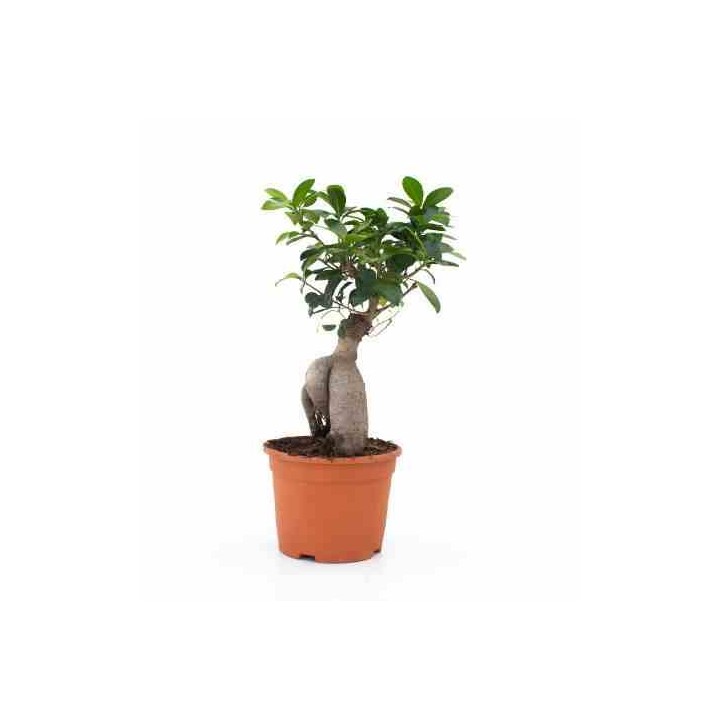 Ficus microcarpa 'Compacta' Ginseng grosses racines