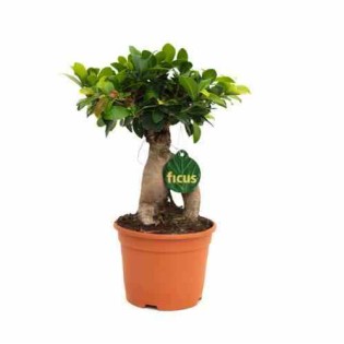 Ficus microcarpa 'Compacta' Ginseng grosses racines