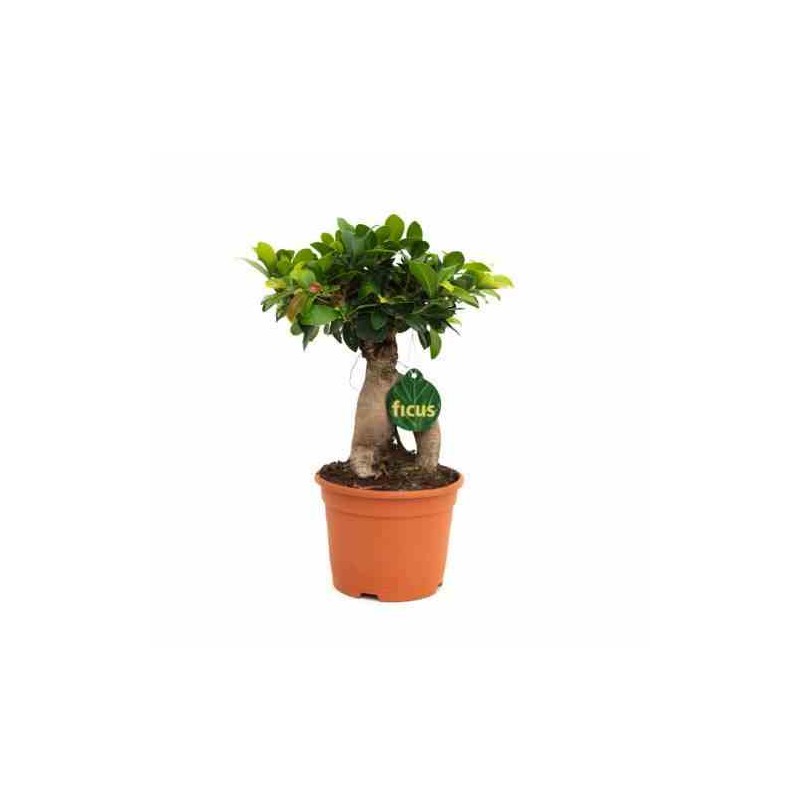 Ficus microcarpa 'Compacta' Ginseng grosses racines