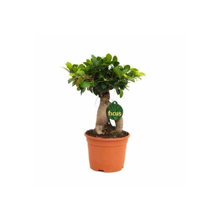 Ficus microcarpa 'Compacta' Ginseng grosses racines
