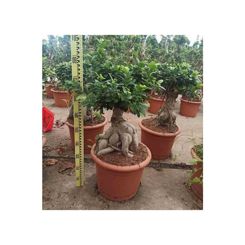 Ficus microcarpa 'Compacta' Ginseng grosses racines