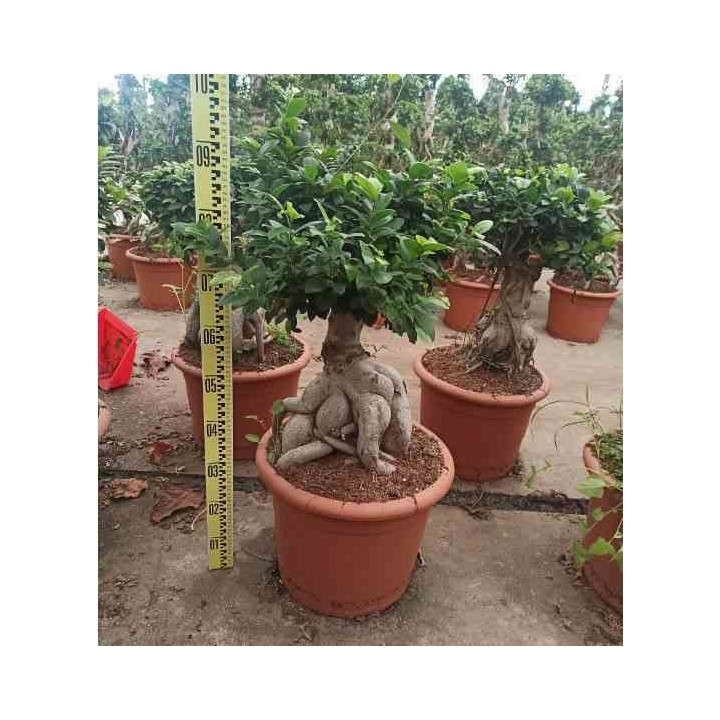 Ficus microcarpa 'Compacta' Ginseng grosses racines