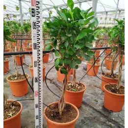 Ficus microcarpa 'Moclame'
