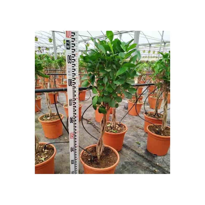 Ficus microcarpa 'Moclame'