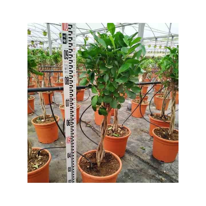 Ficus microcarpa 'Moclame'