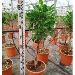 Ficus microcarpa 'Moclame'