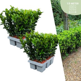 12 Euonymus 'Green Spire' - 12 X Ø 7 Cm - ↨ 15 Cm
