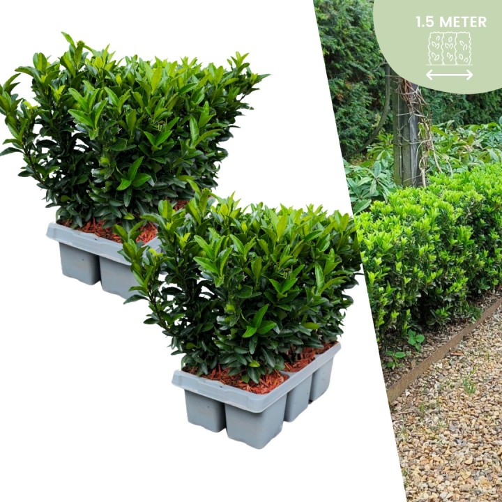 12 Euonymus 'Green Spire' - 12 X Ø 7 Cm - ↨ 15 Cm