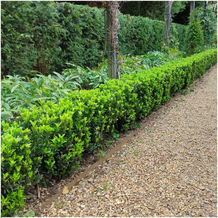 12 Euonymus 'Green Spire' - 12 X Ø 7 Cm - ↨ 15 Cm