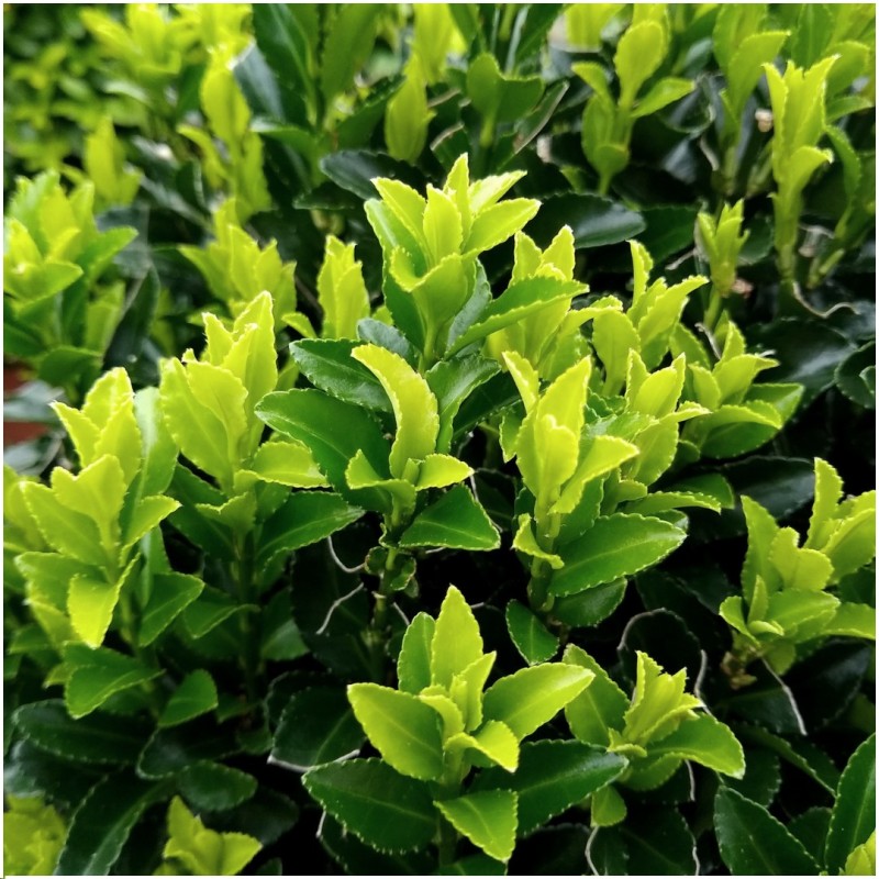 12 Euonymus 'Green Spire' - 12 X Ø 7 Cm - ↨ 15 Cm