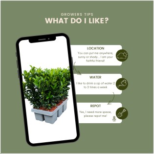 12 Euonymus 'Green Spire' - 12 X Ø 7 Cm - ↨ 15 Cm