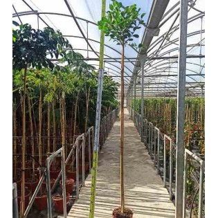 Ficus microcarpa 'Moclame'