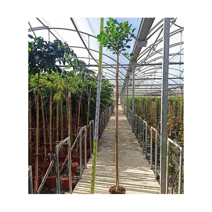 Ficus microcarpa 'Moclame'