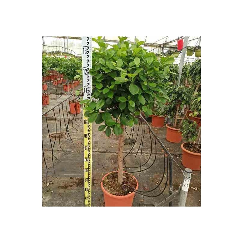 Ficus microcarpa 'Moclame'