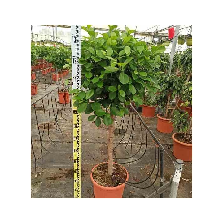 Ficus microcarpa 'Moclame'