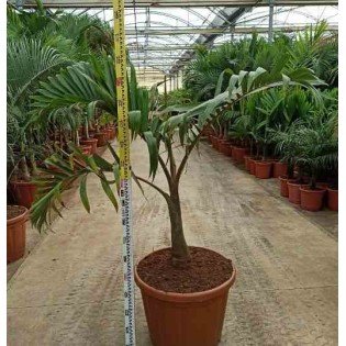 Hyophorbe lagenicaulis Palmier bouteille