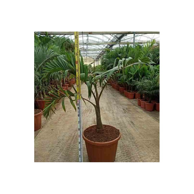 Hyophorbe lagenicaulis Palmier bouteille