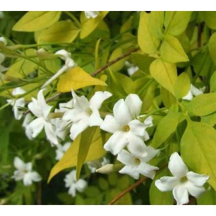 Jasmin officinale