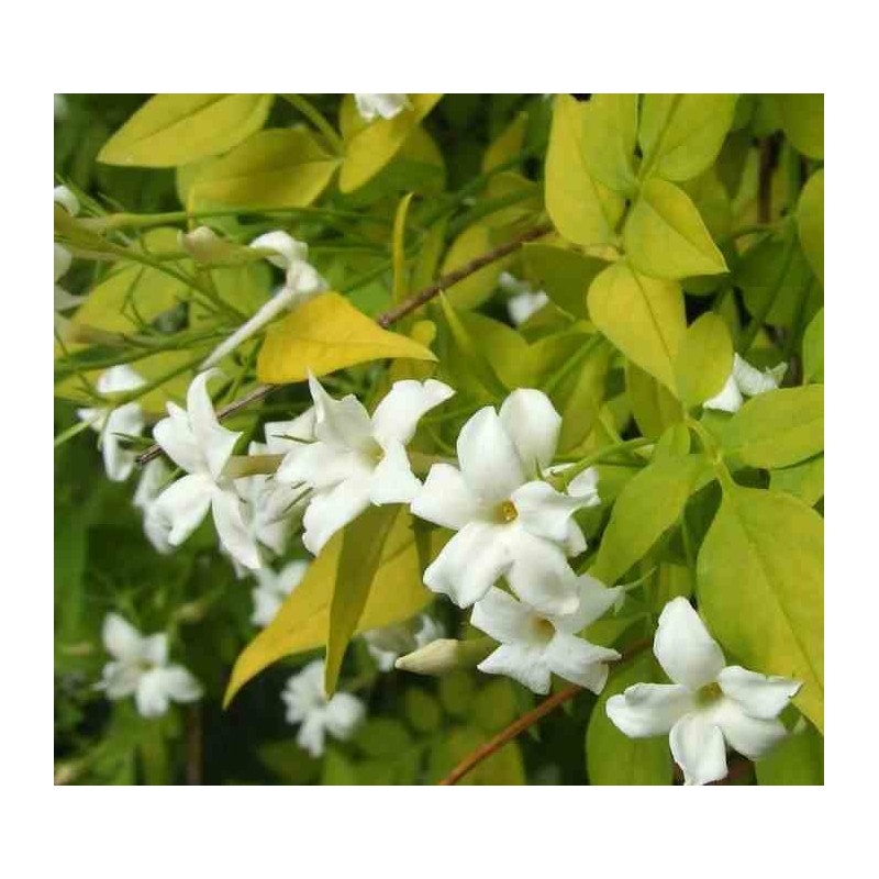 Jasmin officinale