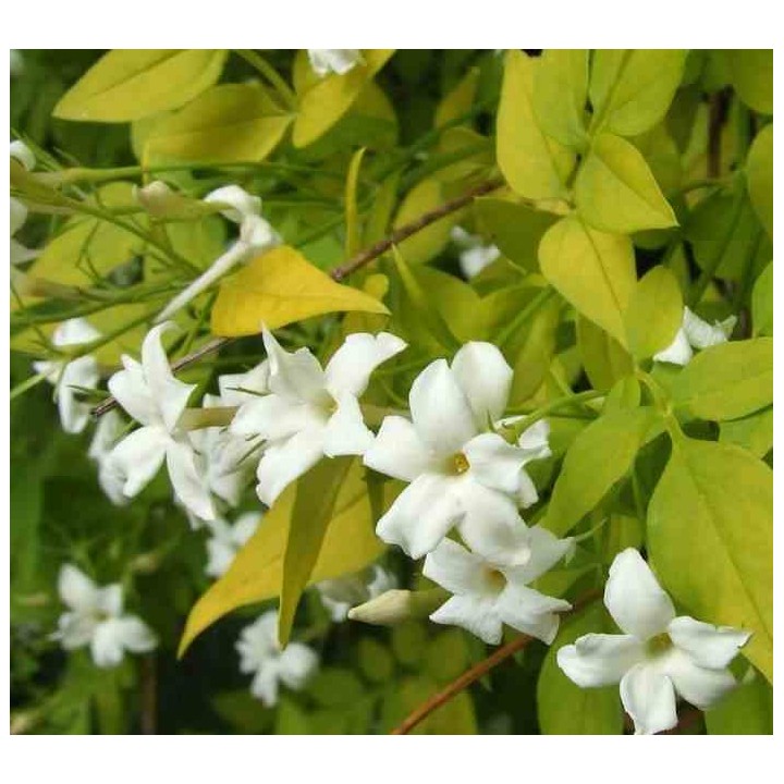 Jasmin officinale