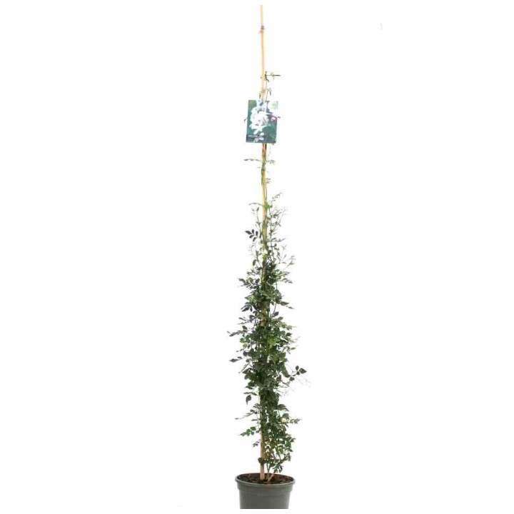 Jasmin officinale