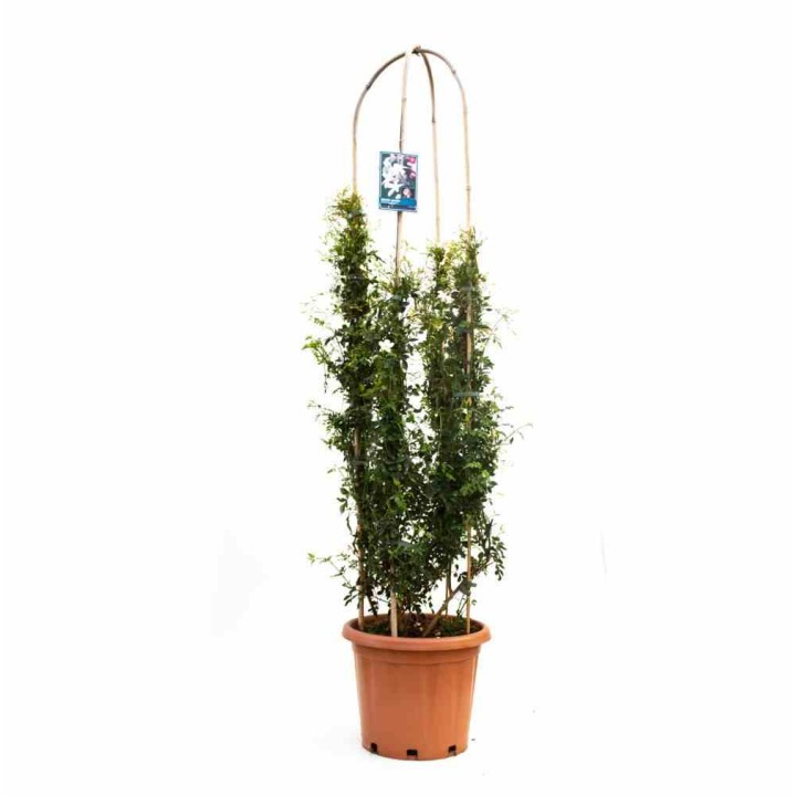Jasmin officinale