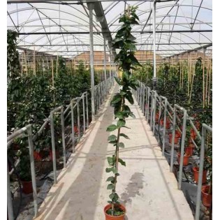 Jasminum sambac Jasmin d'Arabie