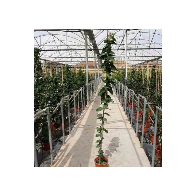 Jasminum sambac Jasmin d'Arabie