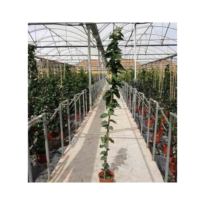 Jasminum sambac Jasmin d'Arabie