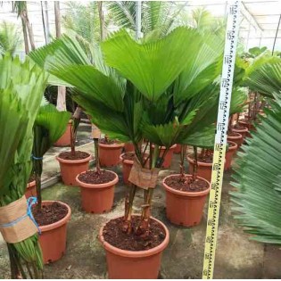 Licuala grandis (Palmier cuillère)