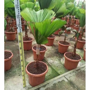 Licuala grandis Palmier cuillère