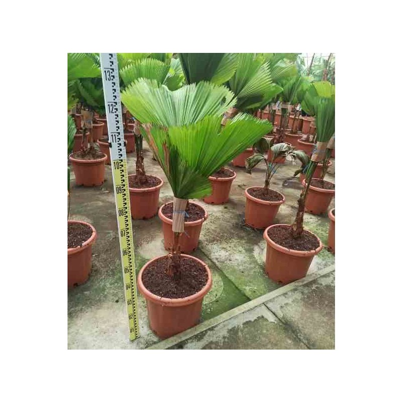 Licuala grandis Palmier cuillère