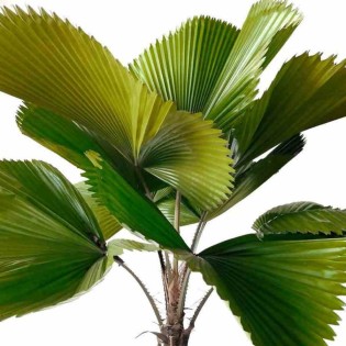 Licuala grandis (Palmier cuillère)