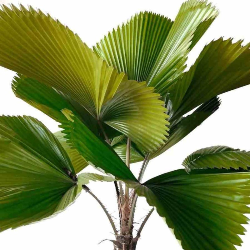 Licuala grandis (Palmier cuillère)