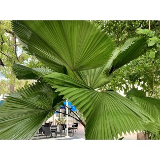 Licuala grandis (Palmier cuillère)