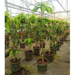 Manguier Mangifera indica variété Osteen