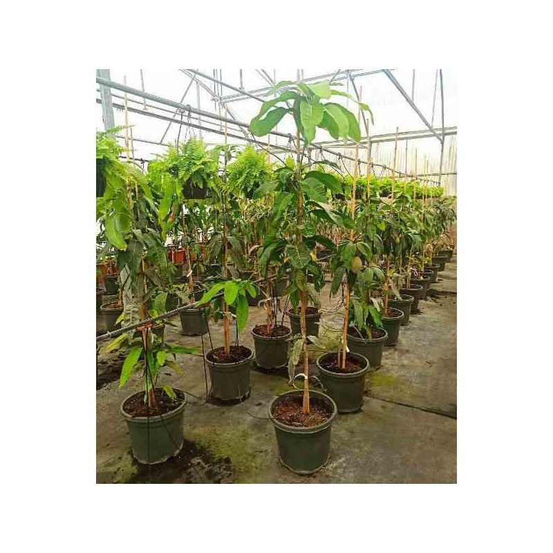 Manguier Mangifera indica variété Osteen