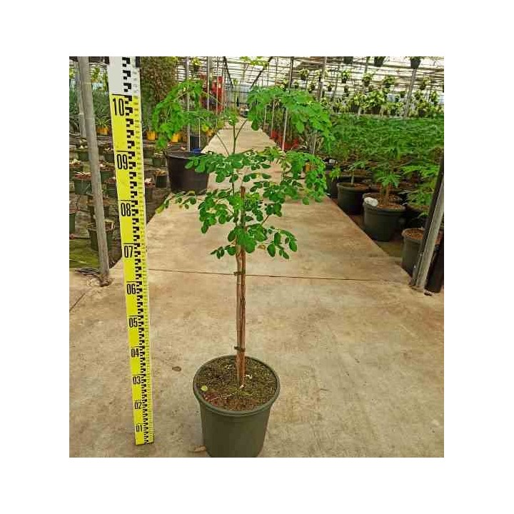 Moringa oleifera arbre de vie