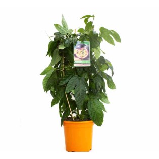 Passiflora ligularis grenadelle grenadille sucrée grenadille douce