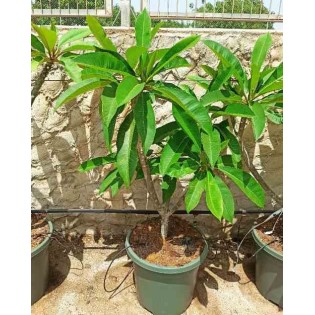 Plumeria rubra blanc à coeur jaune (frangipanier)