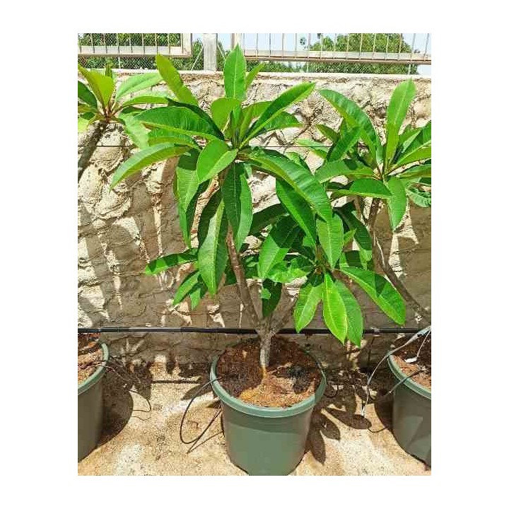 Plumeria rubra blanc à coeur jaune (frangipanier)