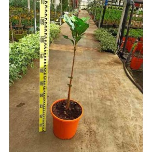 Pouteria obovata (Lucuma, lucumo)