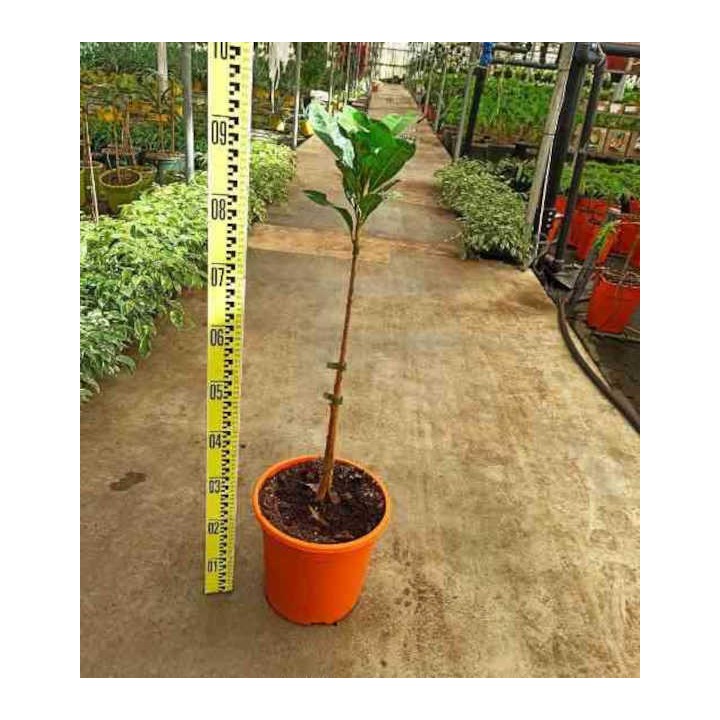 Pouteria obovata (Lucuma, lucumo)