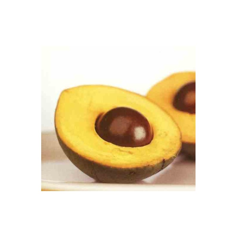 Pouteria obovata (Lucuma, lucumo)