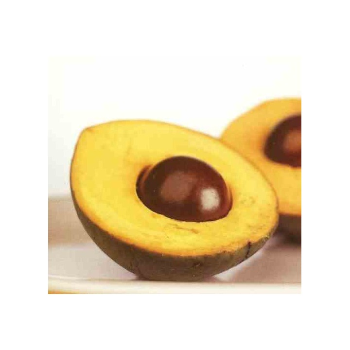 Pouteria obovata (Lucuma, lucumo)