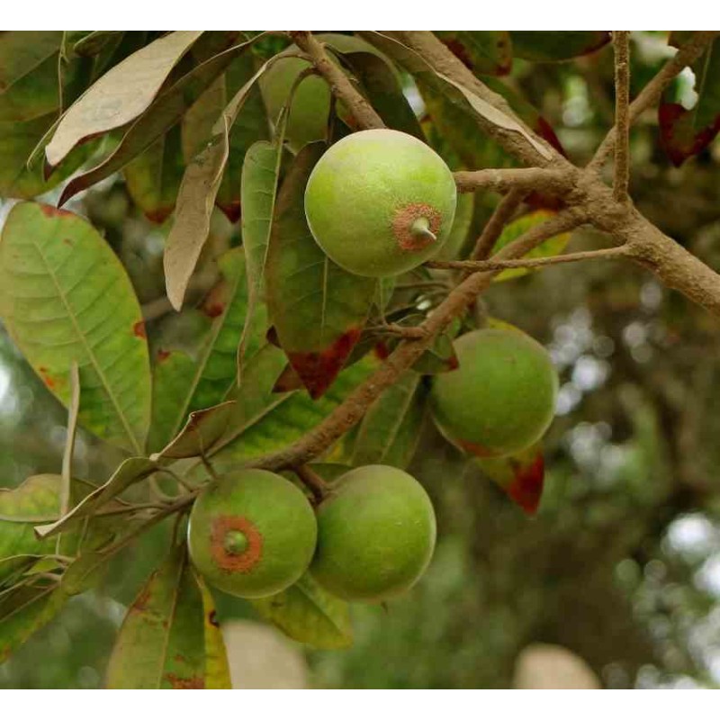 Pouteria obovata (Lucuma, lucumo)