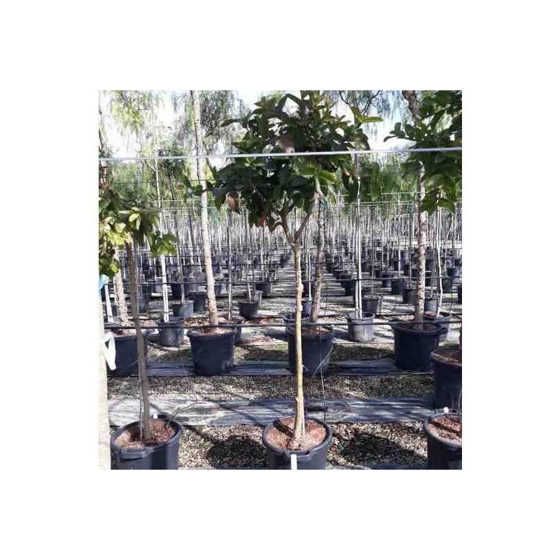 Goyave Psidium guajava limon Psidium littorale