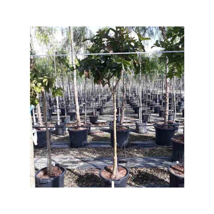 Goyave Psidium guajava limon Psidium littorale